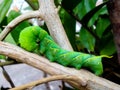 The Green Worm on branch of tree
