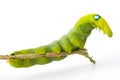 Green worm