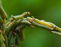 Green Worm,Caterpillar