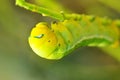 Green Worm Royalty Free Stock Photo