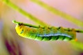 Green Worm Royalty Free Stock Photo
