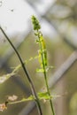 Green worm or caterpillar eating leaves of ornamental aromatic plant, mint, spearmint. Pot at home. Vertical. Royalty Free Stock Photo