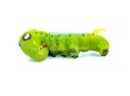 Green worm caterpillars animals Royalty Free Stock Photo