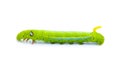 Green worm caterpillars animals Royalty Free Stock Photo