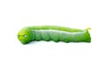 Green worm caterpillars animals isolate on white Royalty Free Stock Photo