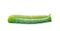 Green worm caterpillars animals isolate on white Royalty Free Stock Photo