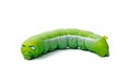 Green worm caterpillars animals isolate on white Royalty Free Stock Photo