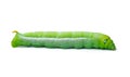 Green worm caterpillars animals isolate on white Royalty Free Stock Photo