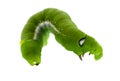 Green worm caterpillars animals isolate on white background. Royalty Free Stock Photo