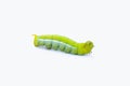 Green worm caterpillars animals isolate on white background Royalty Free Stock Photo