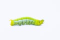 Green worm caterpillars animals isolate on white background Royalty Free Stock Photo