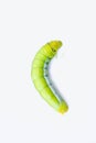 Green worm caterpillars animals isolate on white background Royalty Free Stock Photo