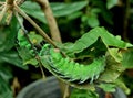 Green worm Royalty Free Stock Photo