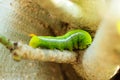 Green worm Royalty Free Stock Photo