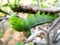 Green worm eat all leaf Royalty Free Stock Photo