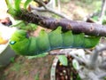 Green worm eat all leaf Royalty Free Stock Photo