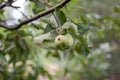 A green worm-eaten apple weighs on a tree branch in the garden. Royalty Free Stock Photo