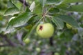 A green worm-eaten apple weighs on a tree branch in the garden. Royalty Free Stock Photo