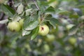 A green worm-eaten apple weighs on a tree branch in the garden. Royalty Free Stock Photo