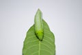 Green worm on leaves Royalty Free Stock Photo