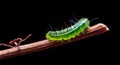 green worm