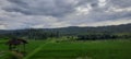 Green& x27;s rice fields and cloudy weather Royalty Free Stock Photo