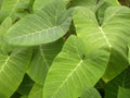 Green Xanthosoma sagittifolium leaves