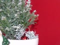 A green xmas tree with snow Royalty Free Stock Photo