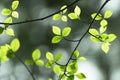 Green and yellow abstract blurred background with plant and beautiful bokeh in sunlight Royalty Free Stock Photo