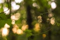 Green and yellow abstract blurred background with plant and beautiful bokeh in sunlight Royalty Free Stock Photo