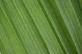 Green abstract colored background. Macro or close up of a leaf with pattern of lines. Royalty Free Stock Photo