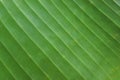 Green colored abstract background. Macro or close up of a leaf with pattern of lines. Royalty Free Stock Photo