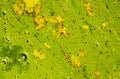 Green mossy water, duckweed background