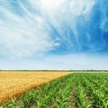 Green and yellow agricultural fields with corn and wheat. Blue sky with clouds over field Royalty Free Stock Photo