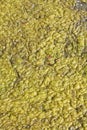 Green-yellow algae Royalty Free Stock Photo
