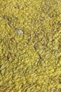 Green-yellow algae Royalty Free Stock Photo