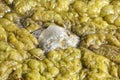 Green-yellow algae Royalty Free Stock Photo
