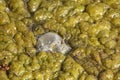 Green-yellow algae Royalty Free Stock Photo