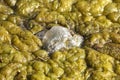 Green-yellow algae Royalty Free Stock Photo