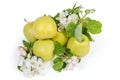 Green yellow apples among flowers and leaves of apple tree Royalty Free Stock Photo