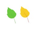 Green and yellow aspen birch leaf isolated on white, vector illustration concept of the transition of summer to autumn Royalty Free Stock Photo