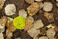 Green And Yellow Aspen Leaf On Ground Royalty Free Stock Photo
