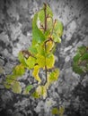 Green And Yellow Autumn Leaves On A Black and White Background Royalty Free Stock Photo