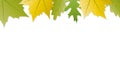 Green and yellow autumn leaves white background with copy space Royalty Free Stock Photo