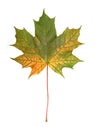 Green and yellow autumn maple leaf on a isolated white  background Royalty Free Stock Photo