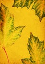 Green and yellow autumn maple leaves on grunge background Royalty Free Stock Photo