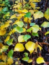 Green and yellow autumn poplar leaves background Royalty Free Stock Photo