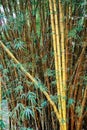 Green yellow bamboo bush