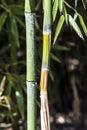 Green and yellow Bamboo canes Royalty Free Stock Photo