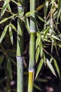 Green and yellow Bamboo canes closeup outdoor Royalty Free Stock Photo